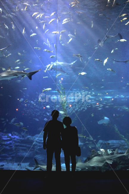 실루엣,제주도,아쿠아리움,바다,수족관,물고기,동물,animal,어류,물고기,fish,사람,인물,인간,human,person,연인,커플,사랑,lover,couple,가족,패밀리,family,인물실루엣,사람실루엣,character silhouette,human silhouette,water,물,aquatic,물의