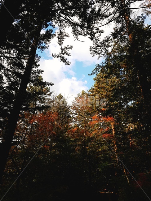 Fir forest road,3Daejeon Tree Forest,Woljeongsa Fir Forest,tree,Odaesan Woljeongsa Fir Forest,sight,sky and trees,Koreas 3 Daejeon Tree Forests,forest road,fir,landscape