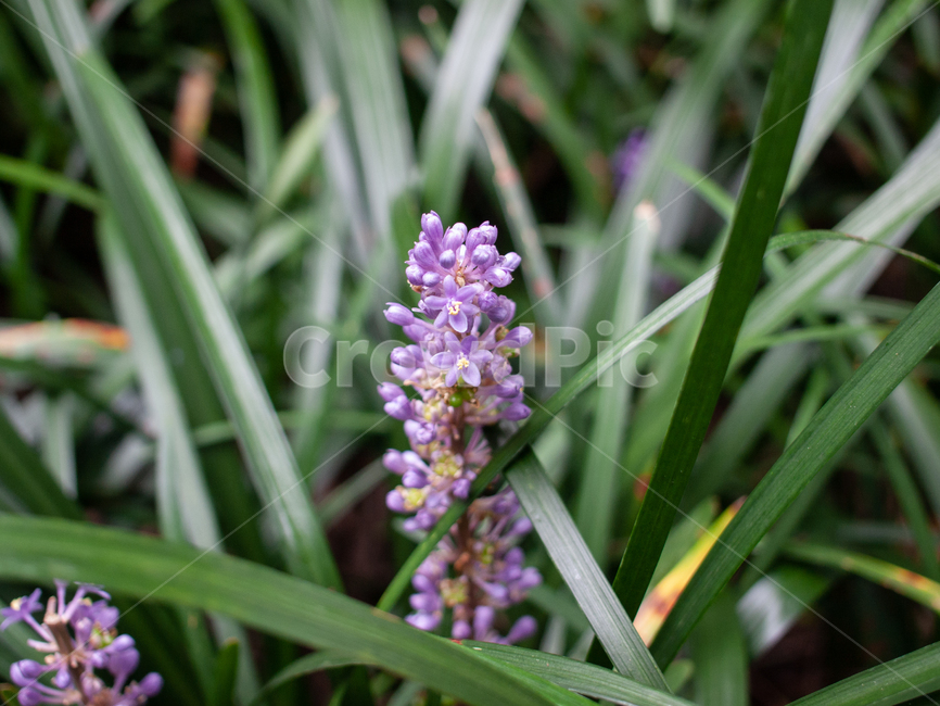 식물,맥문동,자연,보라색꽃,꽃,보라색,식물,자연,plants,nature,꽃,flower