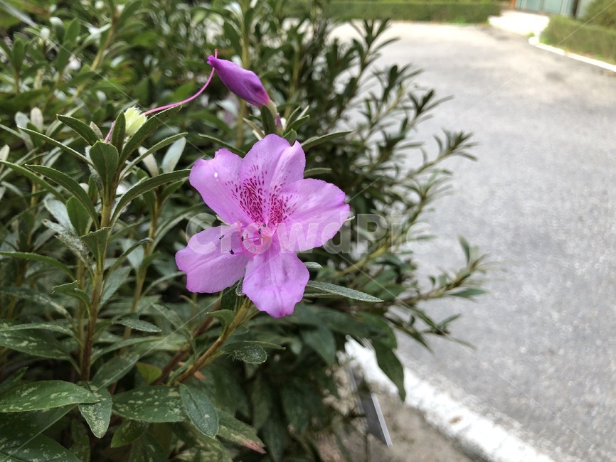 plant,식물,flower,꽃,진달래,분홍색,길,wall
