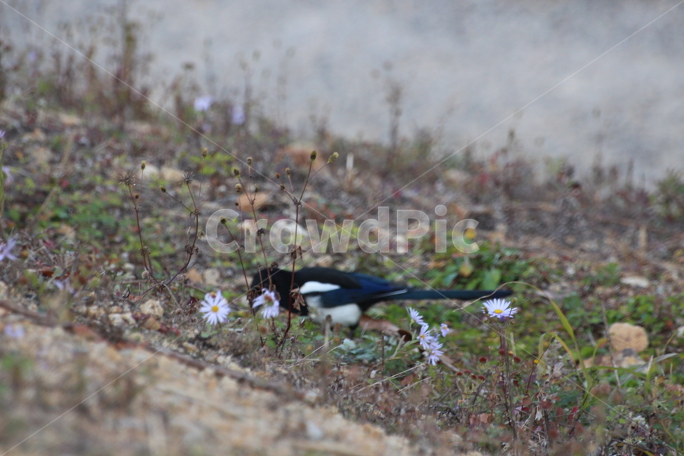animal,동물,bird,새,까치,꽃