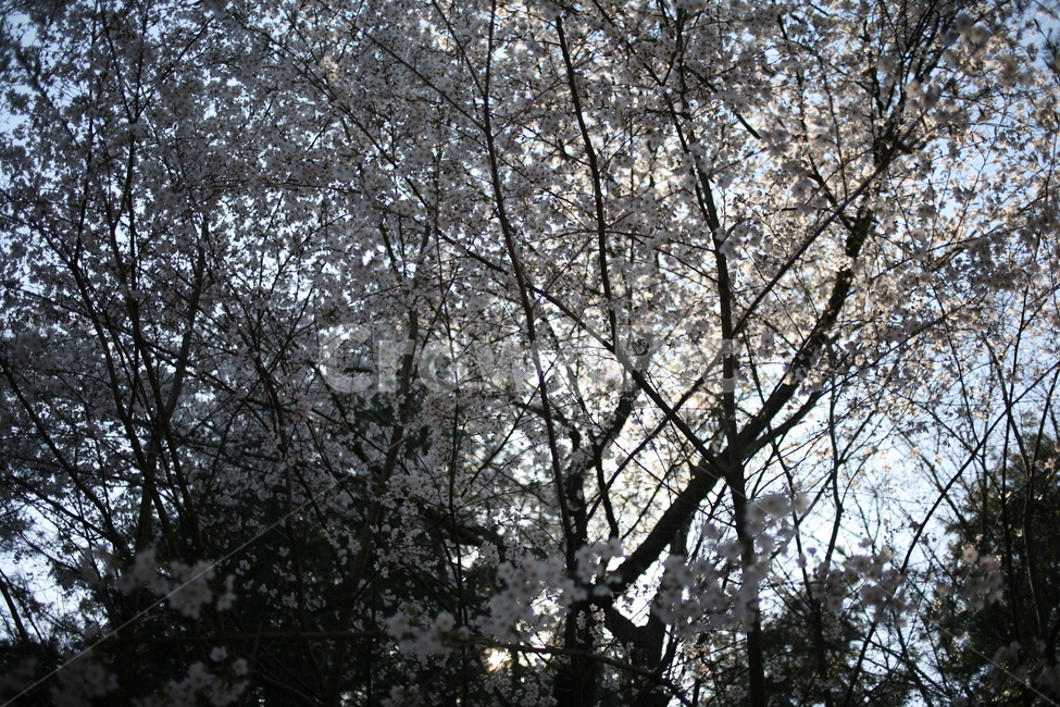 나무,tree,벚꽃,꽃,plant,풍경,산,cherryblossom,blossom,소나무