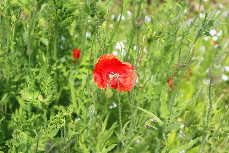 양귀비,꽃,자연,빨강,감성사진,red,flower