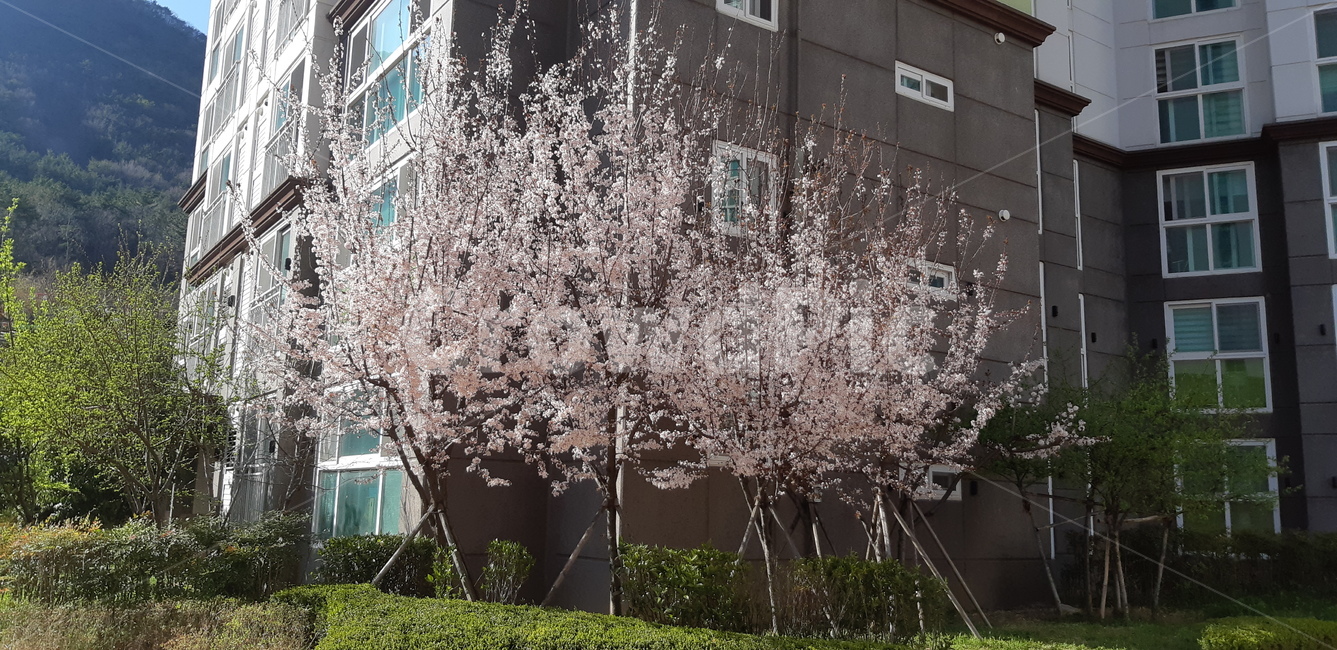 벚꽃,집앞,봄,아파트,아름다움