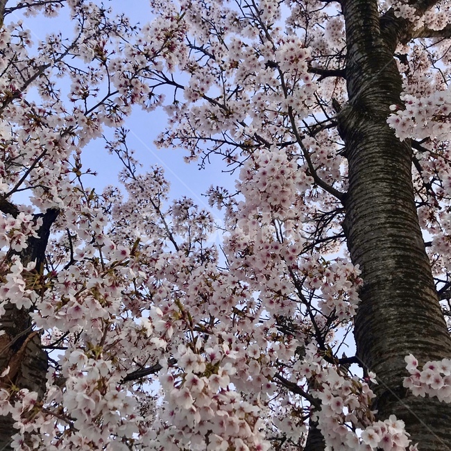 plant,식물,blossom,꽃,flower,벚꽃,봄,벚나무,색감,감성사진,나무,cherryblossom