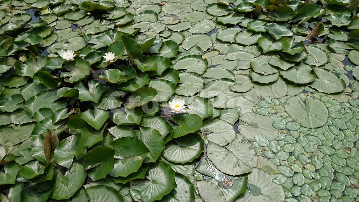 식물,꽃,연꽃,수련,연못,연잎,자연,풍경,여름,녹색,green,식물,자연,plants,nature,꽃,flower