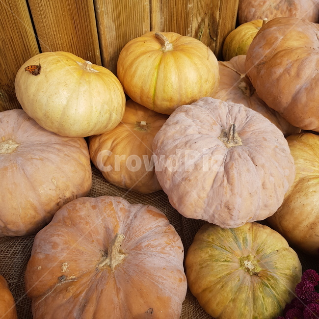 호박,나비,plant,food,음식,호박죽,늙은호박,애호박,호박보석,vegetable,pumpkin,야채