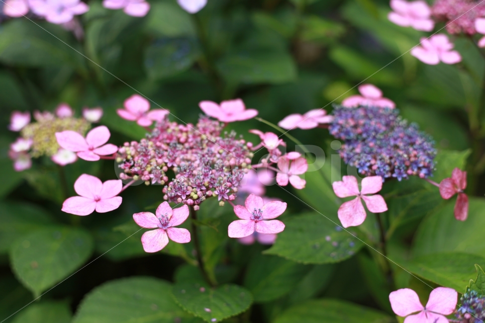 수국,꽃,부산,태종대,태종사,축제,접사,식물,자연,plants,nature,꽃,flower