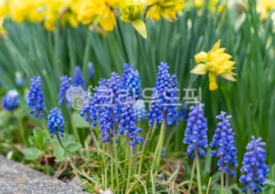 Flowers,spring flowers,spring feeling,plants,nature,flower bed,garden,flower field,season,muscari,purple,violet,travel,japan