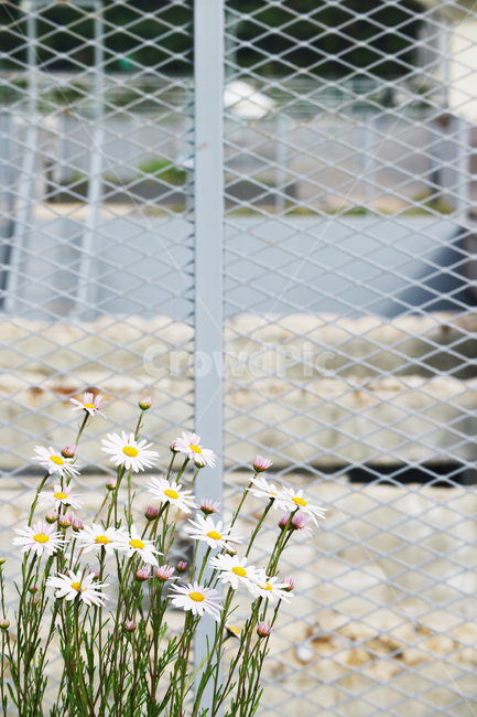 꽃,봄,철조망,꽃밭,정원,흰꽃,하얀꽃,식물,식물,자연,plants,nature,꽃,flower