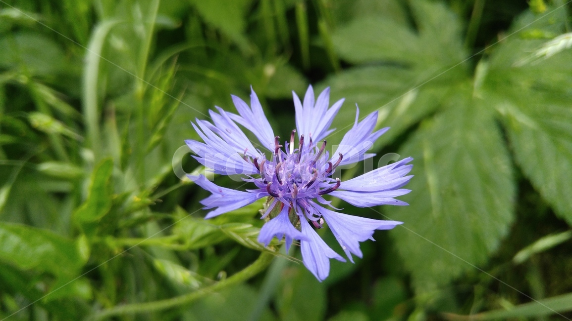 수레국화,꽃,국화,보라,연보라,녹색,식물,배경,자연,chrysanthemun,flower,purple,purpleflower,alightpurple,green,flant,background,nature