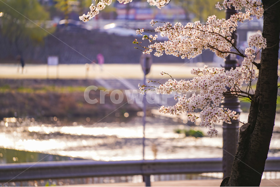 대구,경대교,벚꽃,벚꽃천지,역광,역광사진,sakura,cherryblossom,사쿠라,체리블라썸,봄,봄날,daegu,kyeongdaegyo,봄,계절,spring,season,식물,자연,plants,nature,꽃,flower,나무,trees,wood,plant,blossom
