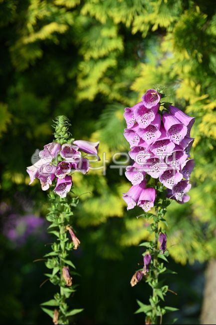 Digitalis,foxglove,flower,garden,nature,green,garden,grecian foxglove,digitalis,blossom