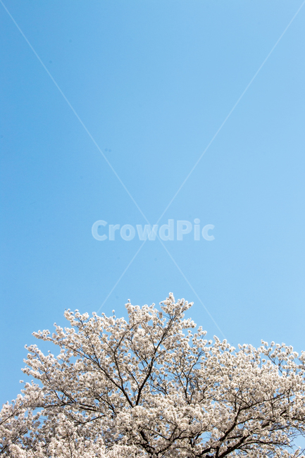 벚꽃,하늘,봄,나들이,배경,계절,꽃,자연,식물,한국,봄,계절,spring,season,자연,풍경,nature,landscape,plant,blossom,flower,cherry blossom