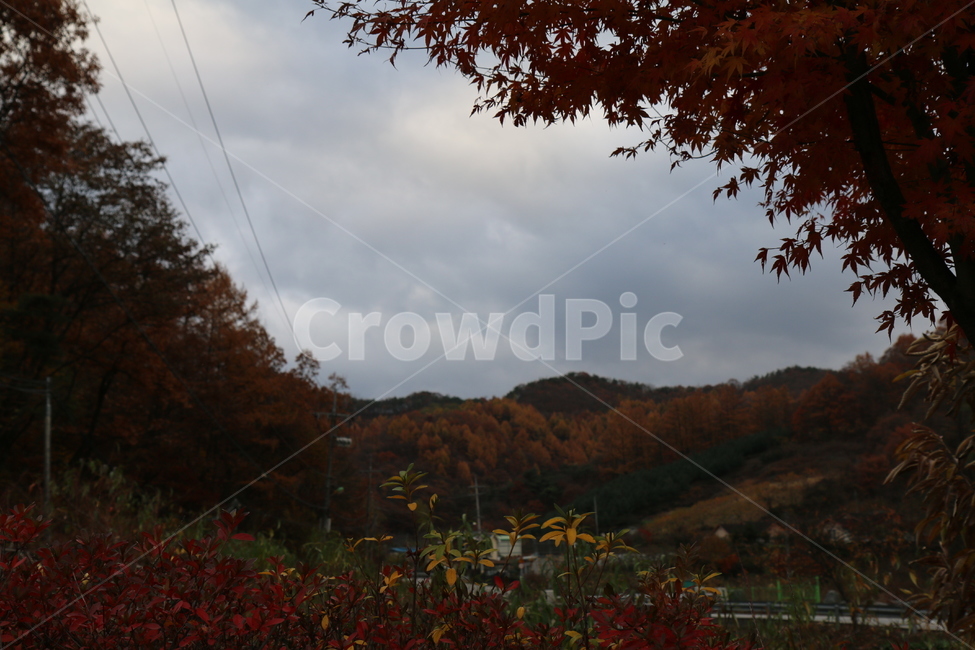 나무,식물,농촌,옥외,지방,가을,단풍,잎,감성,tree,plant,ruralarea,outdoor,area,autumn,maple,leaf,sensibility,sky,하늘,구름,cloud,자연,nature,가을,계절,fall,autumn,season,자연,풍경,nature,landscape