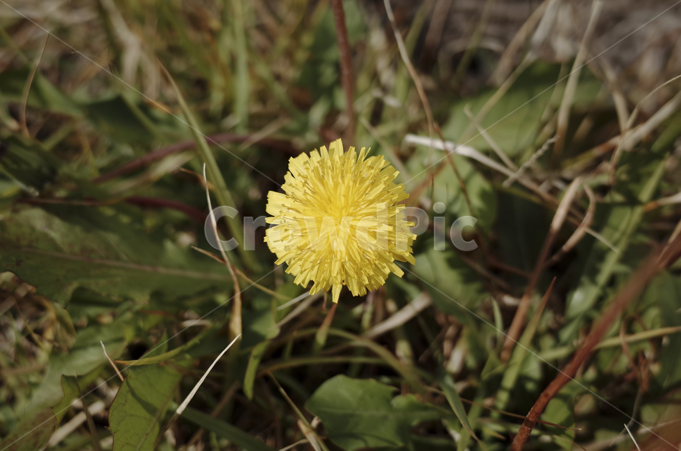 꽃,flower,color,색,들꽃,민들레,민들레꽃,yellow,노란,노란꽃,노랑,dandelion,plant,식물,blossom,식물,자연,plants,nature,꽃,flower