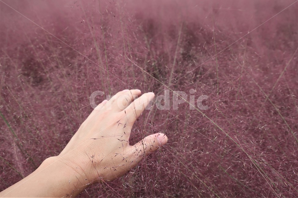 핑크,핑크뮬리,그라스,조경,식물,가을,계절,자연,풍경,분홍,가을,계절,fall,autumn,season