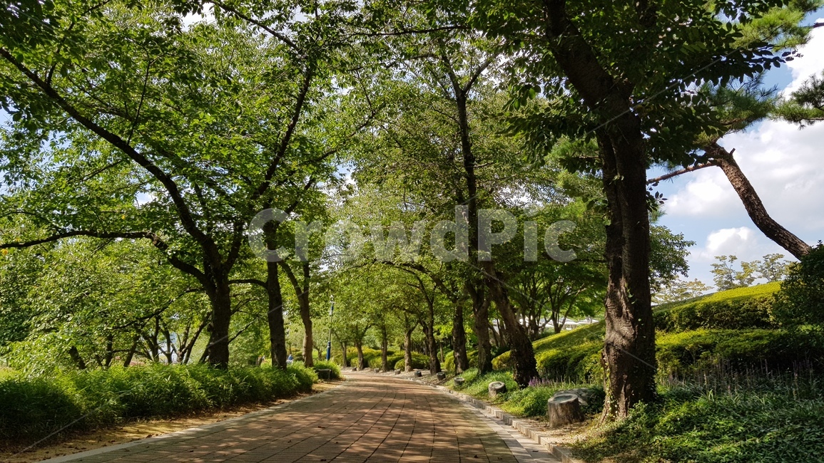 나무,길,산책로,그늘,가로수,조경,보도블럭,구름,녹색