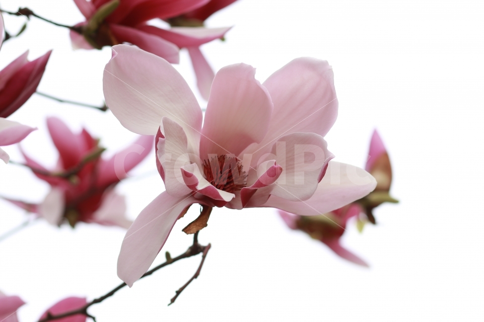대한민국,봄,목련,자목련,봄꽃,보라색,꽃,식물,자연,plants,nature,봄,계절,spring,season,꽃,flower,plant,petal,꽃잎,blossom,geranium,제라늄