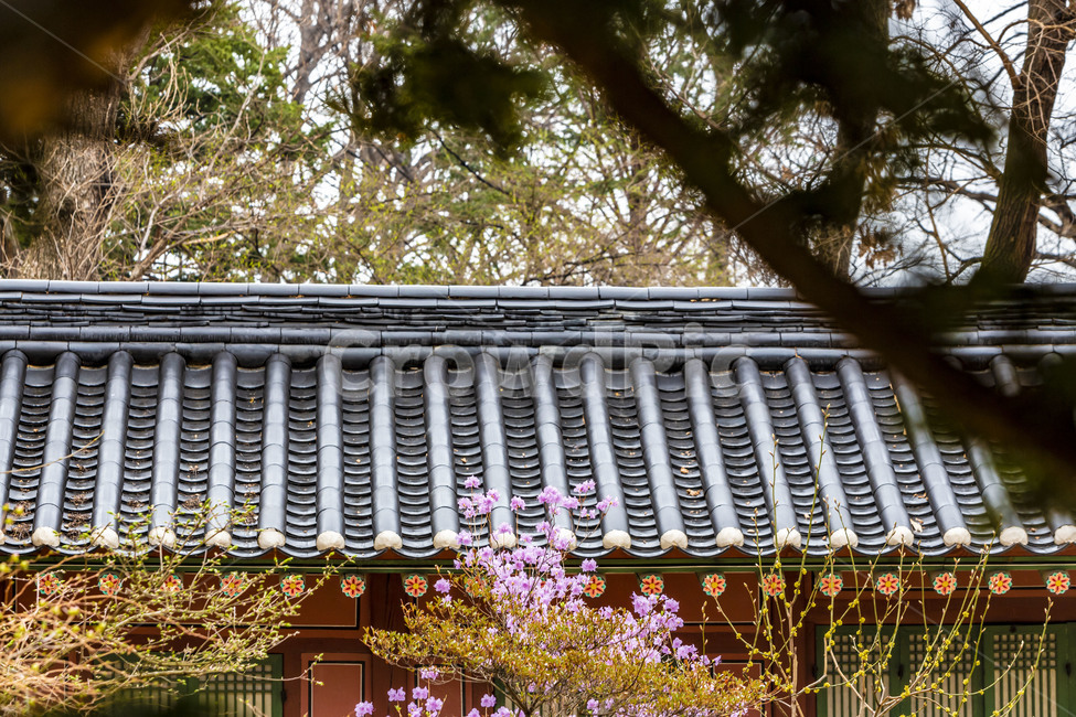 추녀,전통가옥,봄,진달래,한옥,고옥,전통건축물,한국전통,한국문화,korean traditional,korean culture,건축물,건물외관,exterior,building,structure,architecture,construction