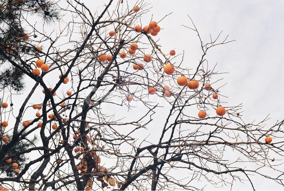 가을,자연,자연풍경,감성,나무,하늘,식물,자연,plants,nature,나무,trees,wood,과일,열매,fruit