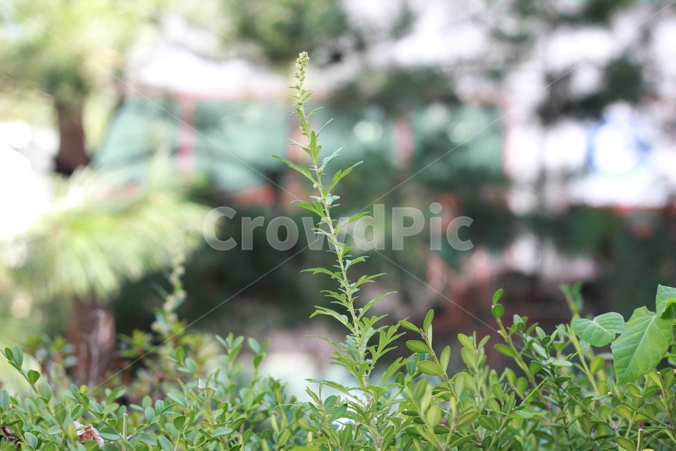 풀,식믈,풀잎,자연,줄기,식물,자연,plants,nature,꽃,flower