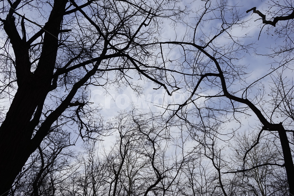 실루엣,초겨울,계절,하늘,silhouette,자연,가지,고목,나무,blue,season,winter,branch,tree,식물,자연,plants,nature,나무,trees,wood