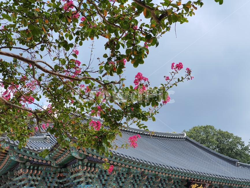 plant,절,송광사,하늘,나무,꽃,식물,배롱나무,백일홍,한국전통,한국문화,korean traditional,korean culture,건축물,건물외관,exterior,building,structure,architecture,construction