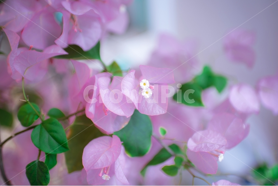 정물,꽃,카페,cafe,flower,식물,자연,plants,nature,꽃,flower,색깔,색상,색채,색감,color sense,color sensitivity,feeling of color