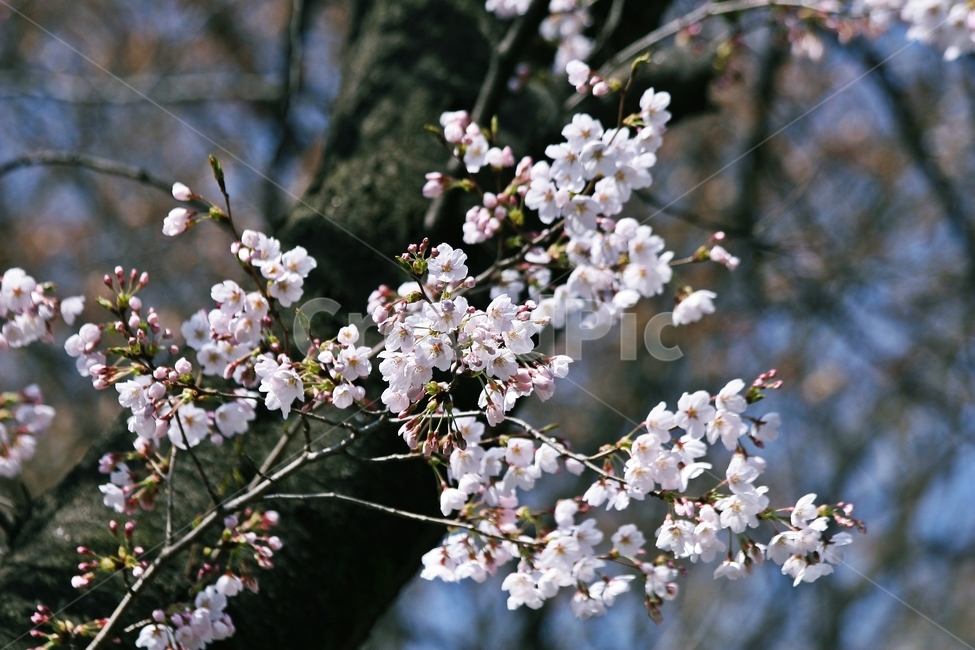 flower,blossom,plant,꽃,식물