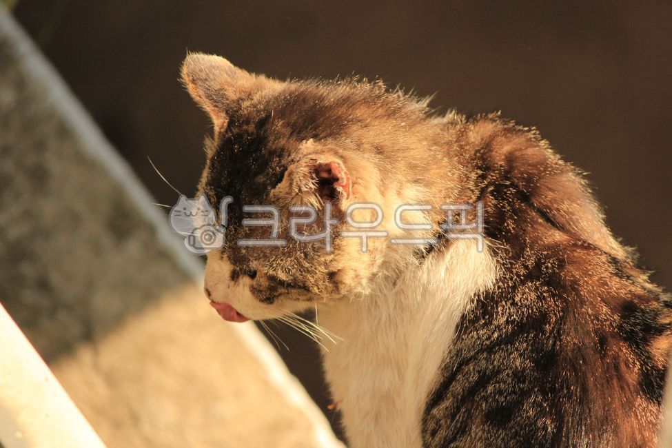 stray cat,cat,backside,animal,back