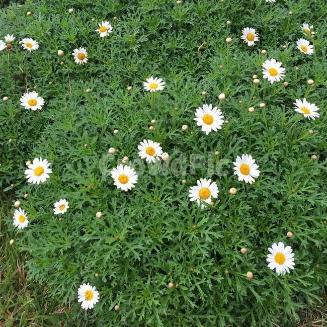 plant,식물,blossom,꽃,데이지,flower,잔디,흰색꽃,흰꽃,국화