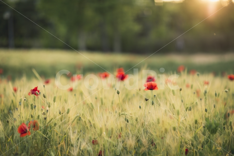 양귀비,노을,청보리,감성,꽃,빨간색,빛좋은날,식물,자연,plants,nature,꽃,flower,감성,sensible,feeling,휴식,힐링,rest,relaxation,healing