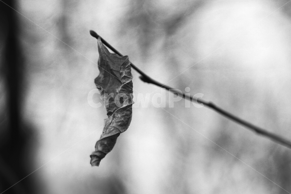 겨울,외로움,혼자,마지막,잎새,겨울,계절,winter,season,식물,자연,plants,nature,흑백,모노톤,monochrome,black and white
