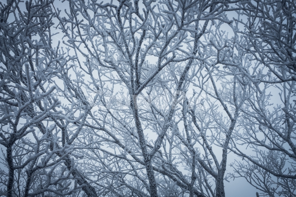 덕유산,겨울,설산,나무,눈,향적봉,무주,눈꽃,겨울산,폭설,정상,겨울,계절,winter,season,식물,자연,plants,nature,나무,trees,wood