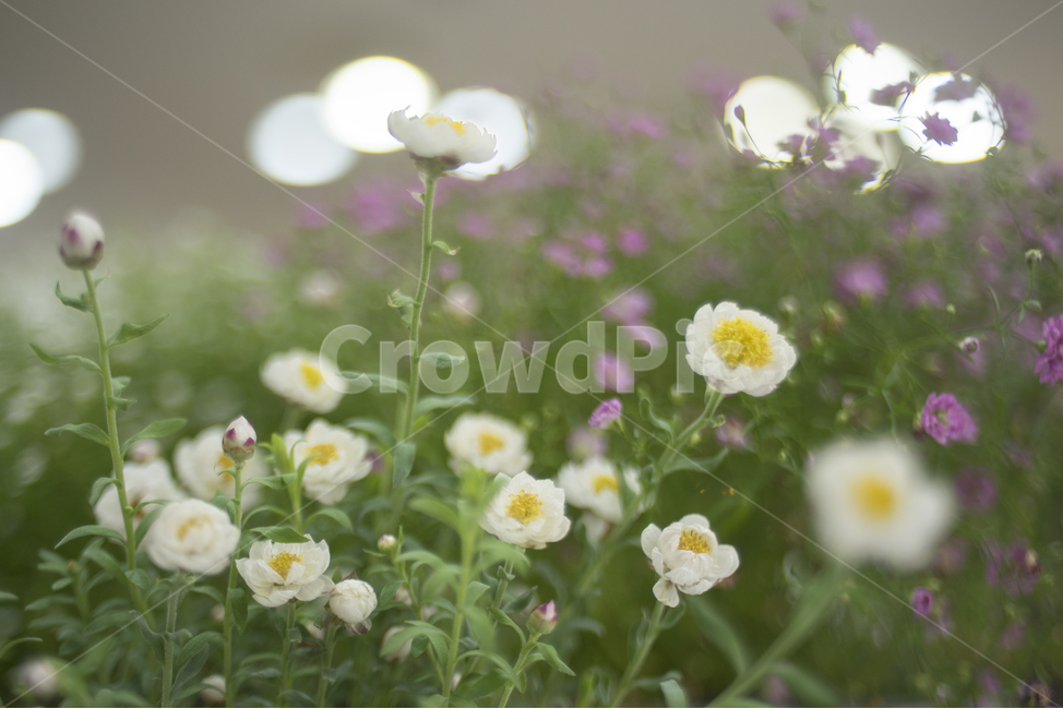 종이꽃,로단테,보케,봄꽃,흰꽃,봄,계절,spring,season,식물,자연,plants,nature,꽃,flower,감성,sensible,feeling,plant,blossom,petal,꽃잎