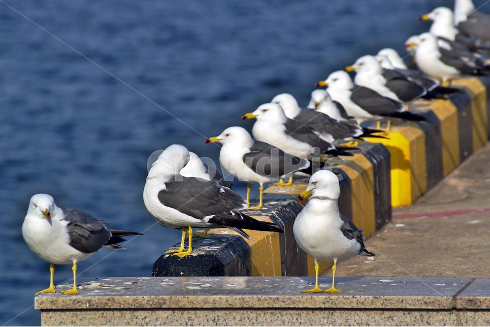 갈매기,조류,새,바다,commongull,seagull,동물,부리,동물,animal,조류,새,birds