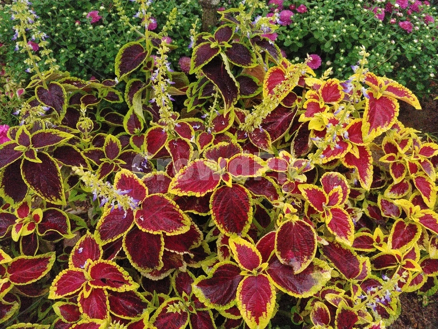 꽃,plant,콜레우스,식물,자연