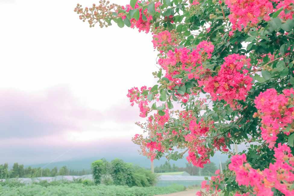 landscape photography,pink,Jeju,plum tree,travel photos,flower tree,jeju island,cure,spring,healing,Jeju travel,Jeju Photos,sight,heal,plum blossom,Emotion,sky,mind,nature,pink flower,flower,Emotional photo,daily,betel tree,autumn,travel