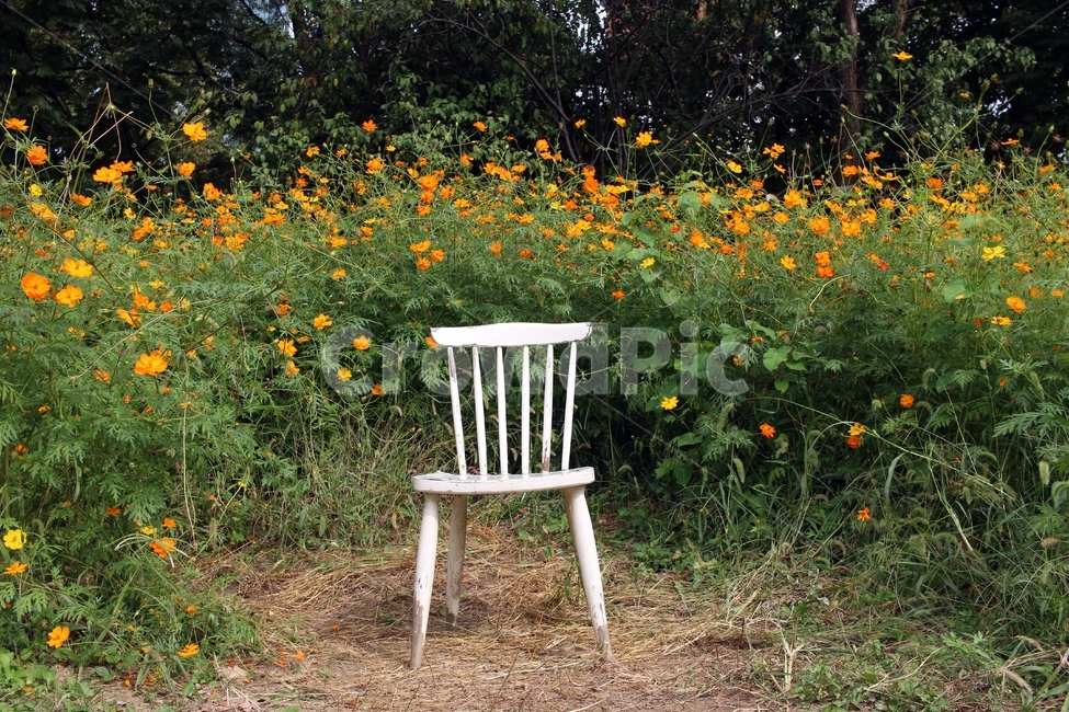코스모스,가을,꽃,식물,의자,chair,flower