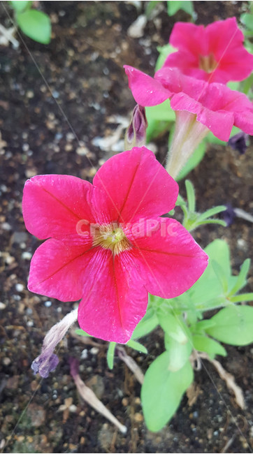 꽃,생화,야생화,근접,flower