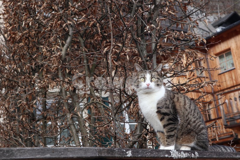 고양이,동물,cat,animal,자연