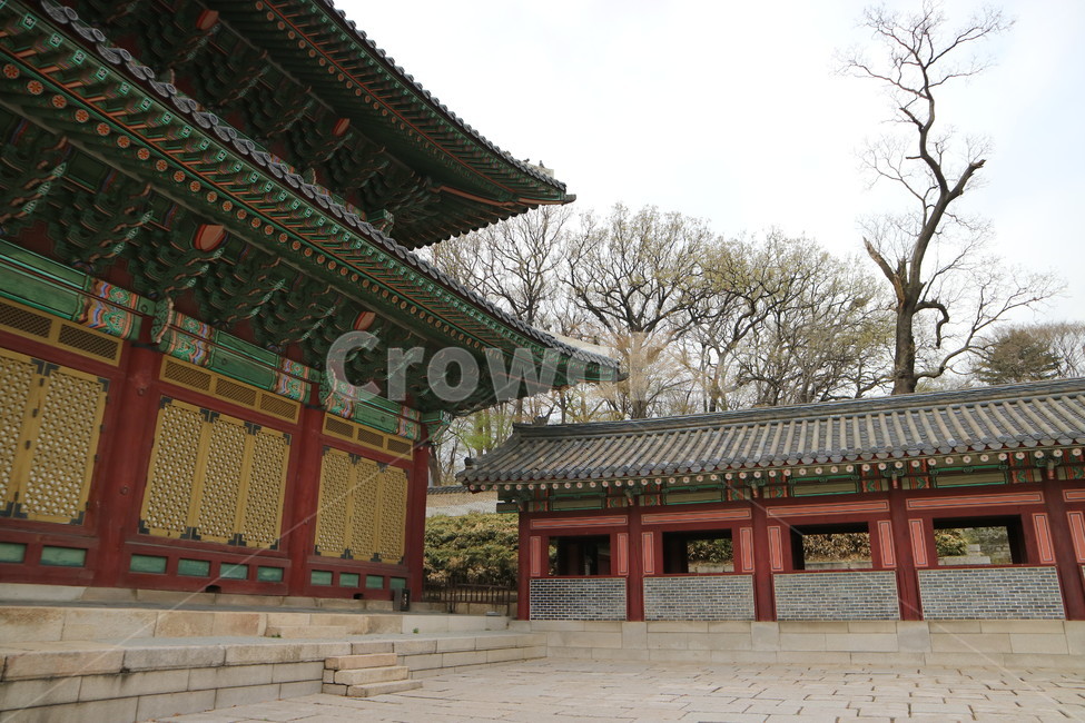 창덕궁,궁궐,전통,풍경,나무,산책,한국전통,한국문화,korean traditional,korean culture,랜드마크,landmark,tourist attraction,한국랜드마크,한국관광지,한국명소,korea landmark,korea tourist attraction