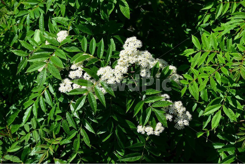 마가목,야생화,꽃,식물,자연,생태,플라워,flower,plants,nature,식물,자연,plants,nature,꽃,flower