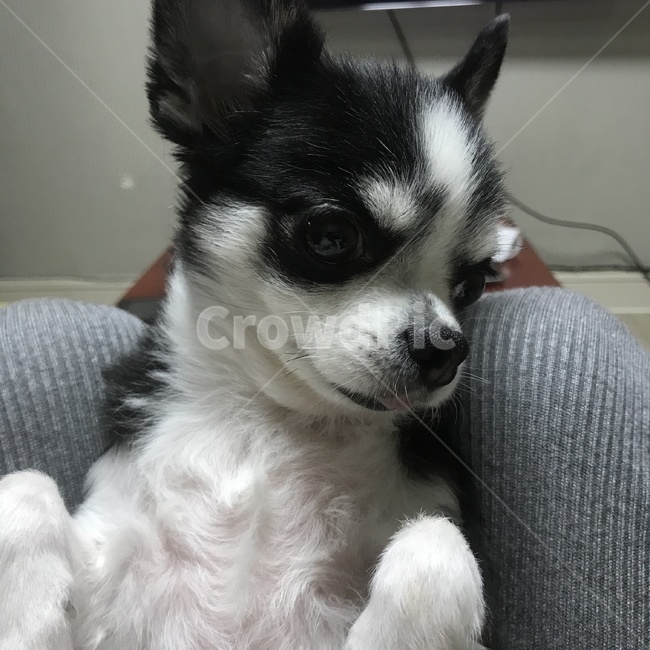 강아지,장모치와와,치와와,애완동물,반려견,애완견