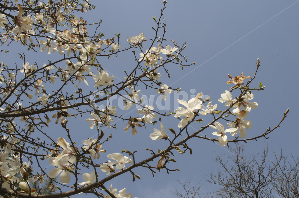 plant,식물,blossom,flower,꽃,spring,봄,봄꽃,흰꽃,하얀꽃,white,whiteflower,목련,백목련