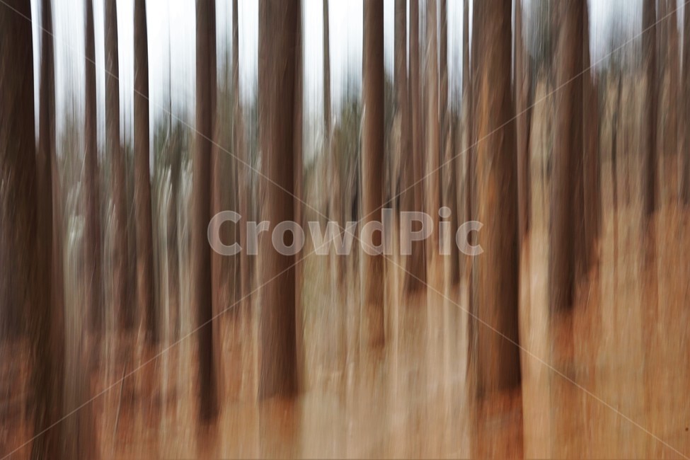 장노출,메타세콰이어숲,나무,자연,환상적,몽환적,배경사진,trees,nature,shutterspeed,longexposure,fantastic,자연,풍경,nature,landscape,vegetation,초목,plant,식물,tree,forest,숲,land,땅,outdoors,옥외,woodland,삼림지,grove,작은 숲,wood