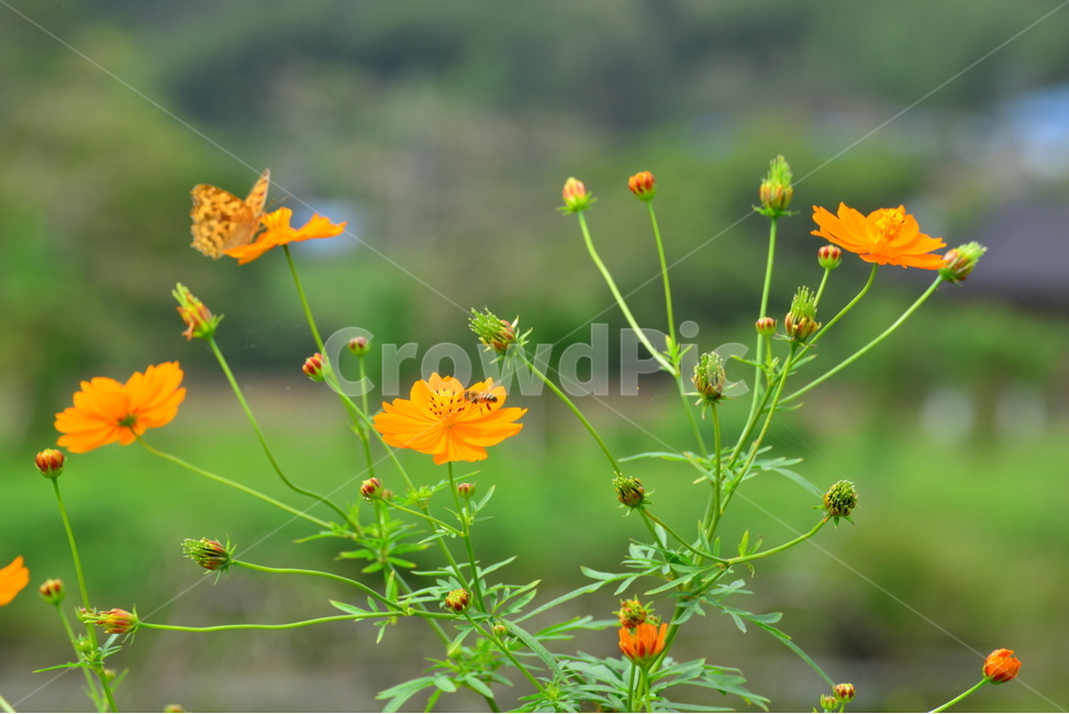 plant,식물,꽃,나비,벌,들녁