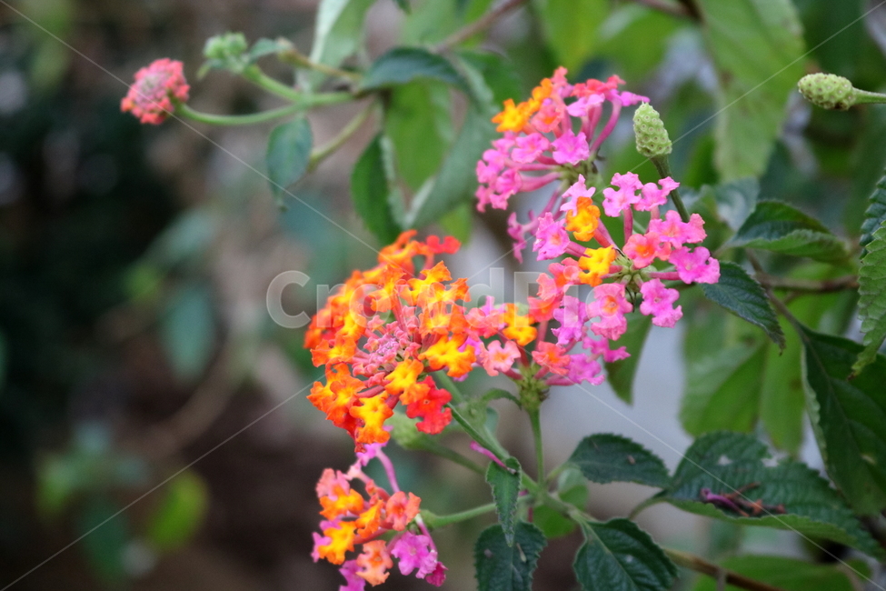란타나,꽃,란타나꽃,식물,나무,자연,마편초과,식물원,식물,자연,plants,nature,꽃,flower