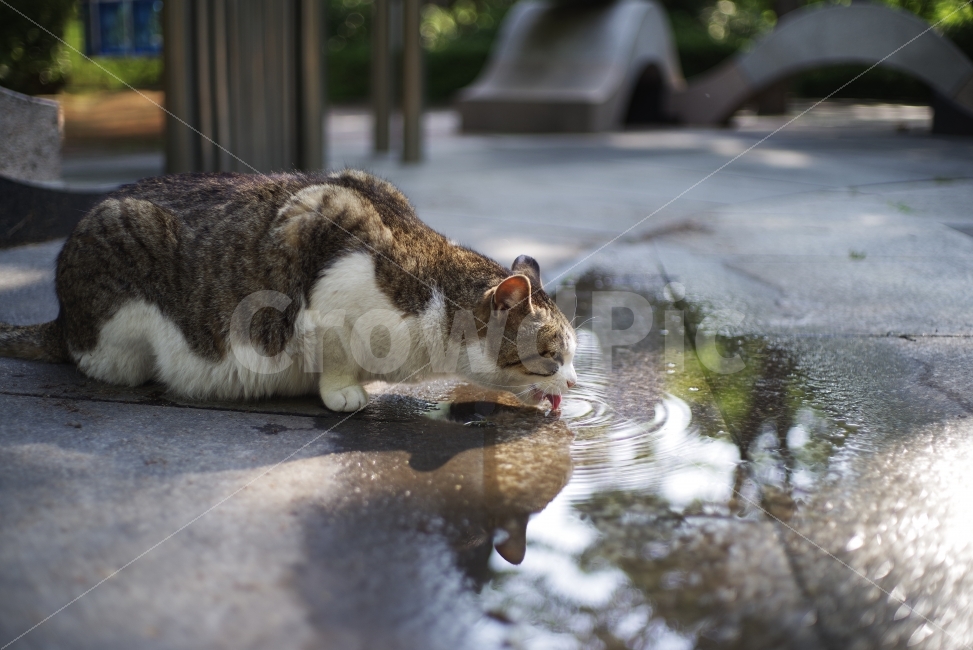 고양이,길냥이,길고양이,물,물마시는고양이,냥이,Cat,Kitty,Kitten,Cute,Adorable,Lovely,Water,Drink,Drinkwater,Street,Streetcat,Stray,Straycat,Wild,Wildlife,Wildcat,동물,animal,고양이,cat,kitten,kitty,포유류,mammal